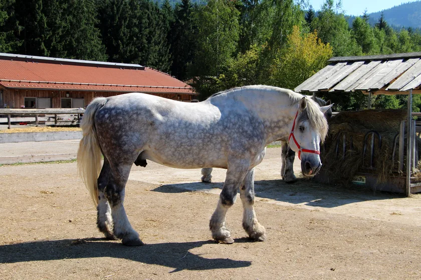 Pferdehof & Reitbetrieb – abgesichert
